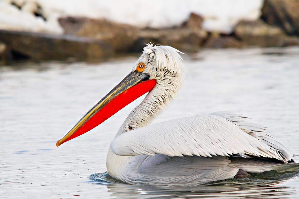 Delta Dunarii - Super Fotografii - pelican-delta.jpg